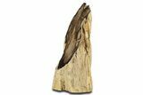 Polished Petrified Wood Stand-up - McDermitt, Oregon #344106-2